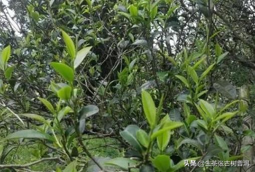 喝普洱为什么要选龙珠,喝普洱为什么用普洱杯