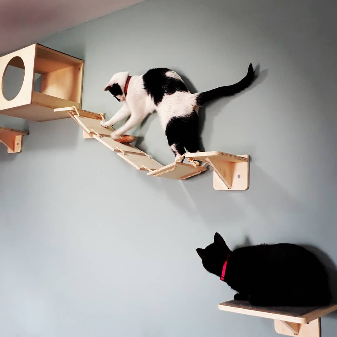 猫每天需要什么,猫每天要做的事情