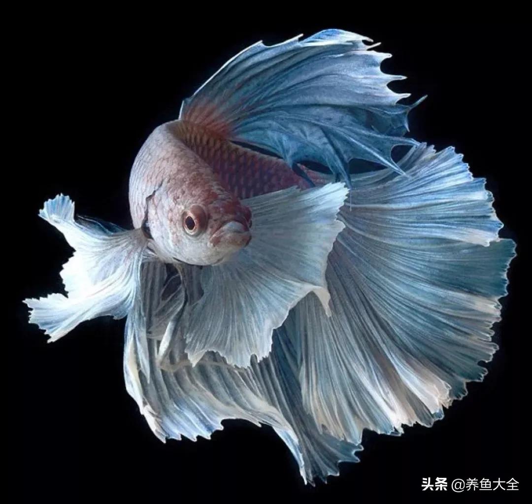 增氧泵能养观赏鱼吗,观赏鱼没有增氧泵可以活多久