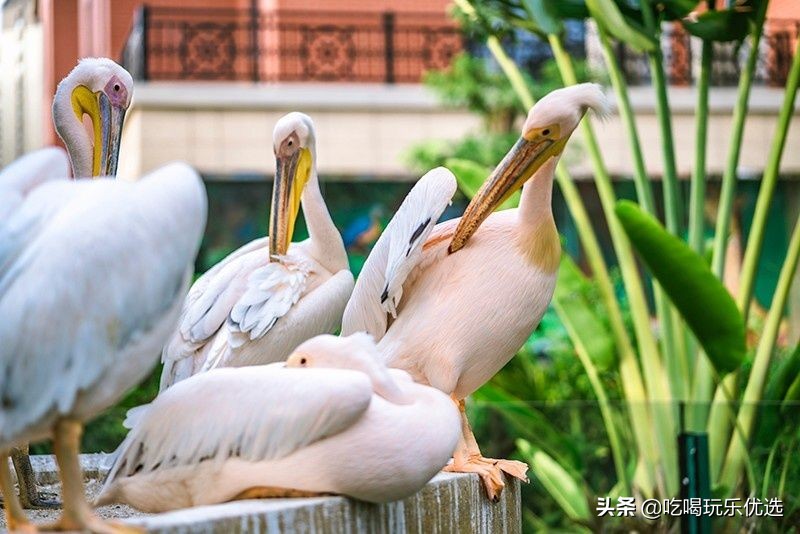 厦门灵玲动物王国大熊猫,厦门马戏团灵玲动物王国观光游览