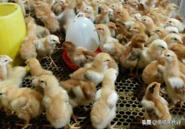 养鸡的基本功训练,养鸡手把手教学必修课第二章