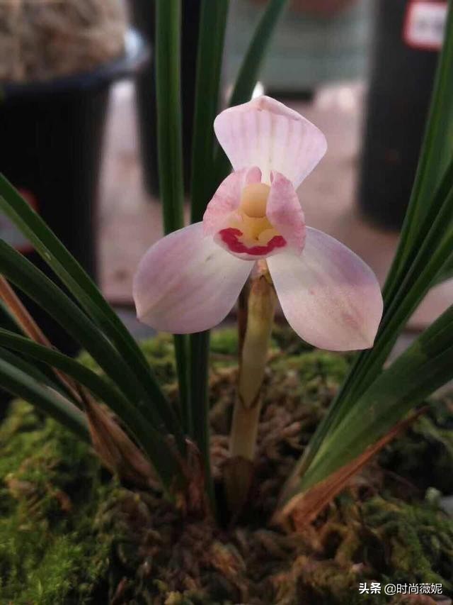 莲瓣兰有收藏价值吗,莲瓣兰12名品图解