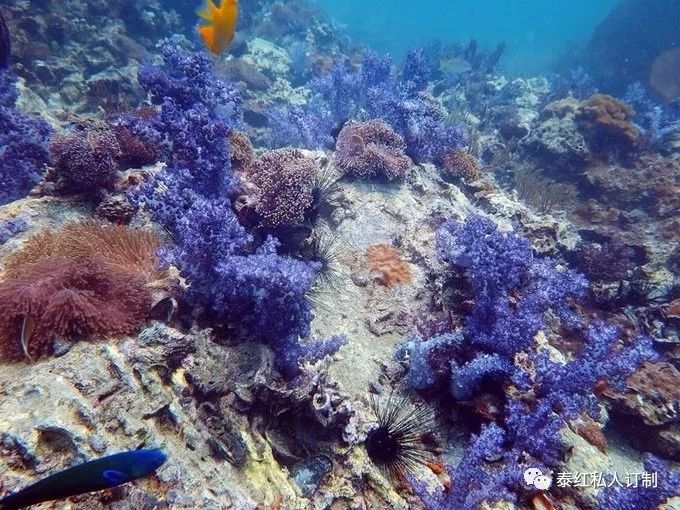 世界最美的潜水胜地,世界前十的深潜胜地