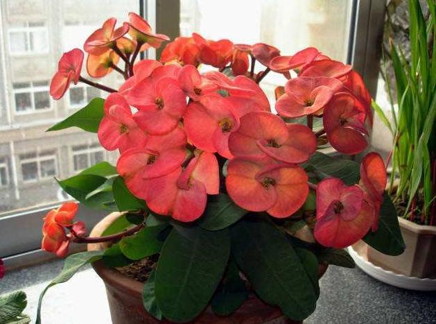 冬天什么时候买花最好,冬天买花注意事项