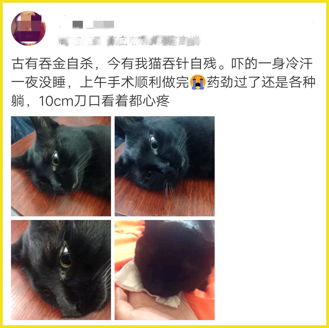 我家猫吞了根针险些丧命，这些东西千万别让猫碰