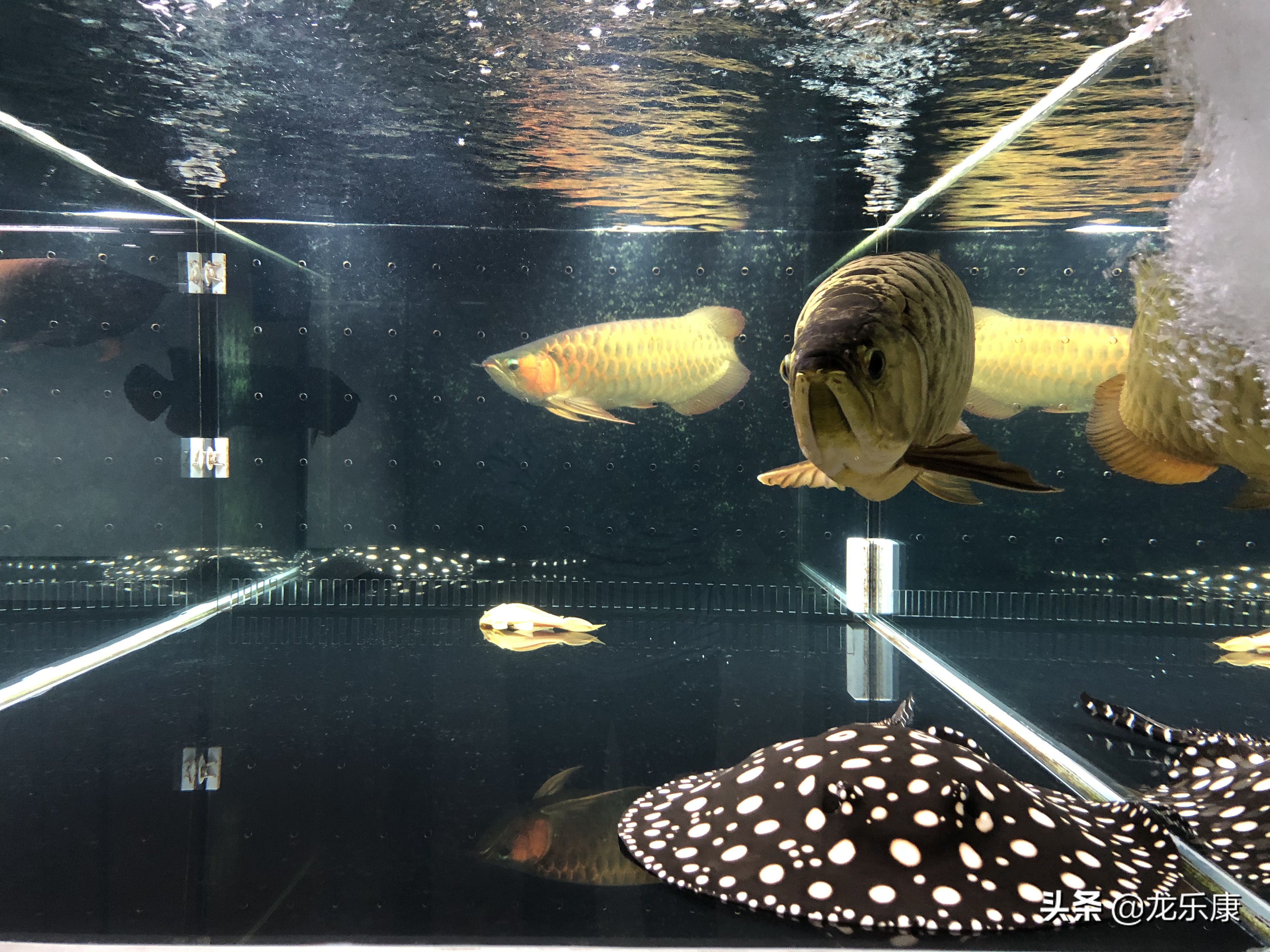 魟鱼常见病治疗视频,魟鱼常见的病症诊断及治疗方法