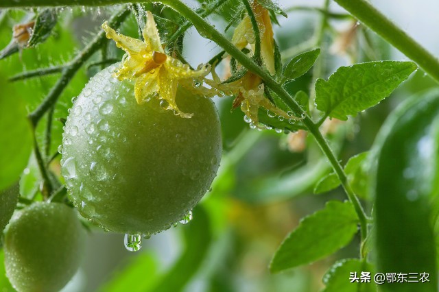 黄瓜和番茄发虫了，能否使用甲氰菊酯防治吗？