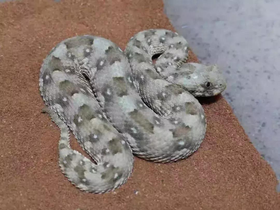 如何让观赏蛇类在人工环境下住得幸福