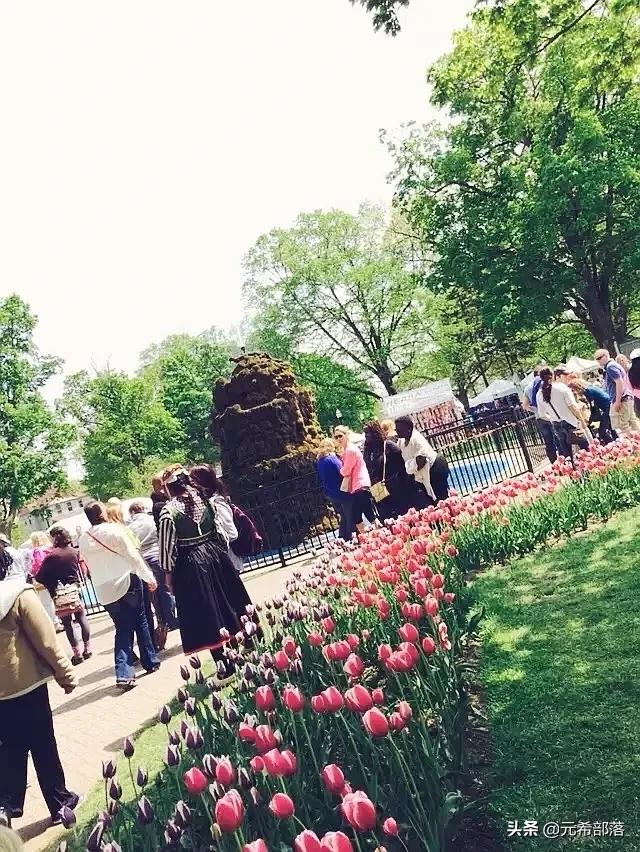 荷兰小镇郁金香盛开,荷兰小镇郁金香花海