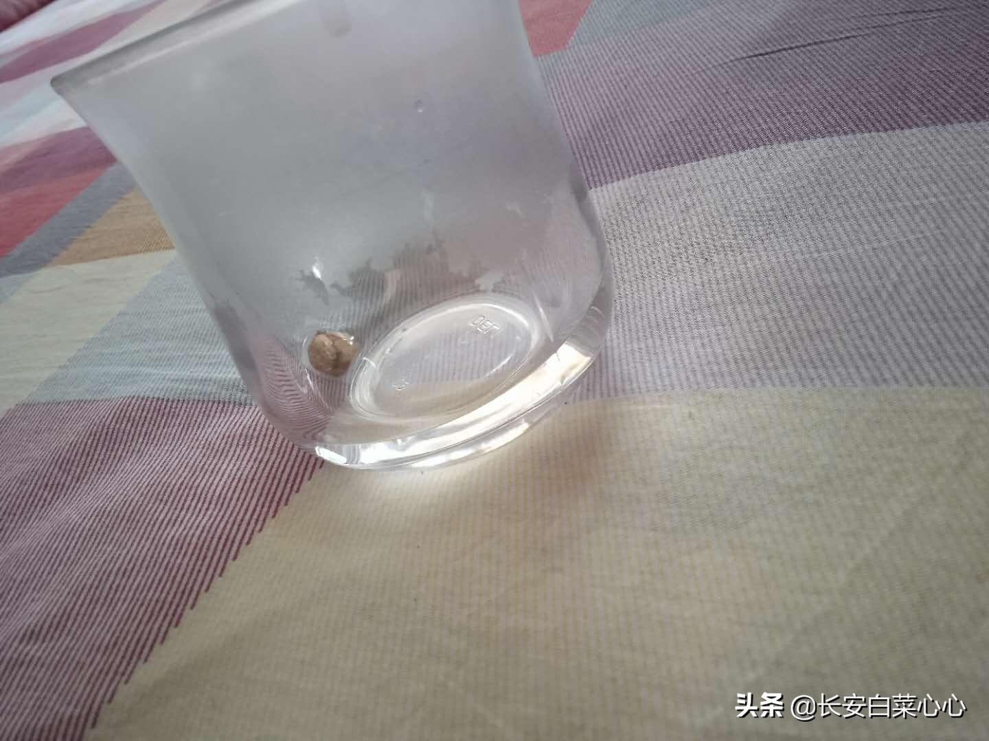 白蔻价格很贵但你不一定会用那就是浪费