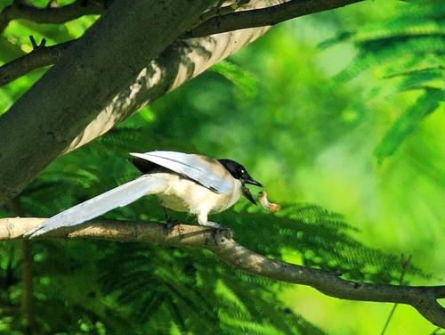 追兔捉鹰,撵兔子逮鹰的话
