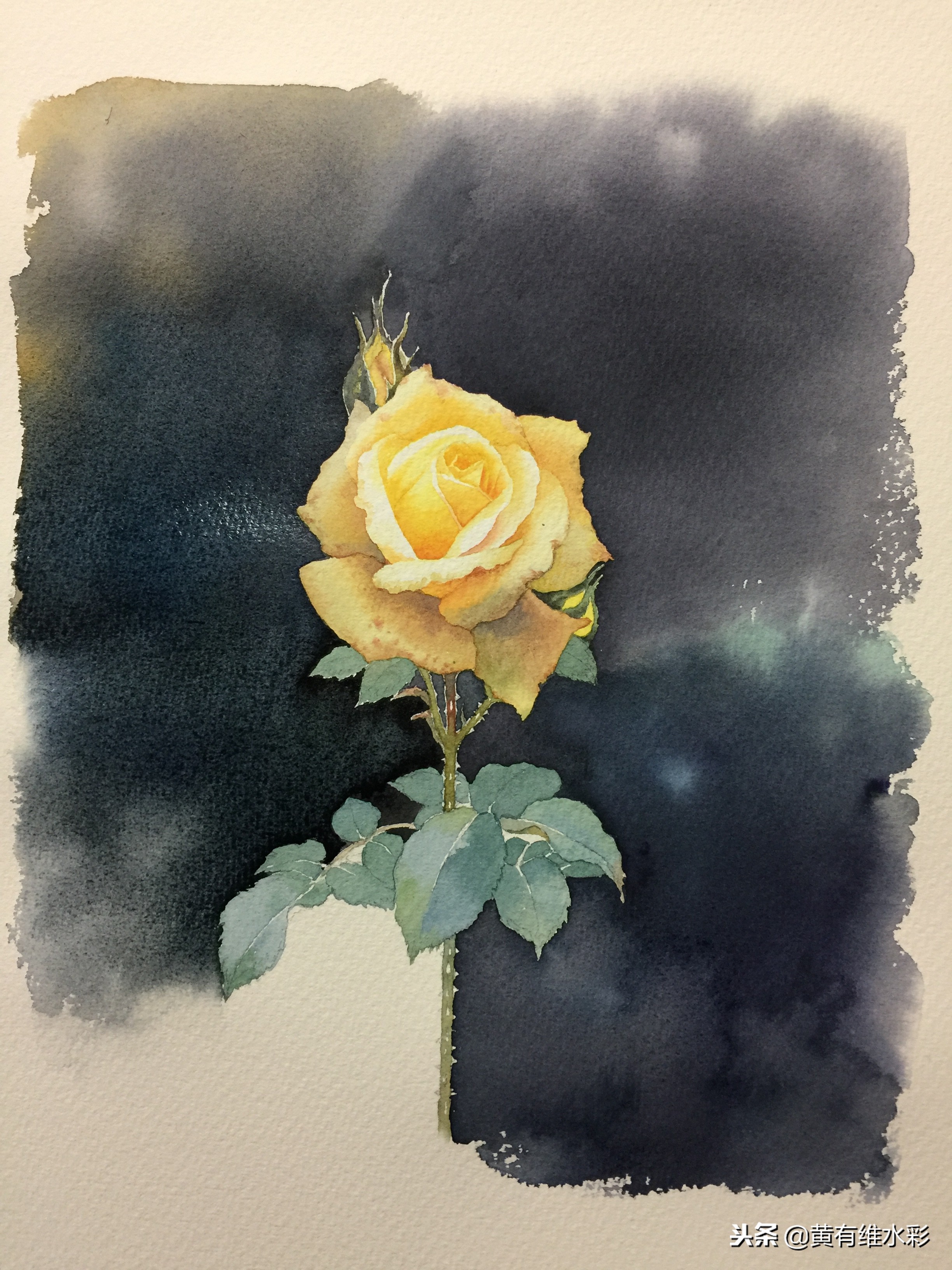 零基础入门水彩的基本画法,黄玫瑰水彩晕染