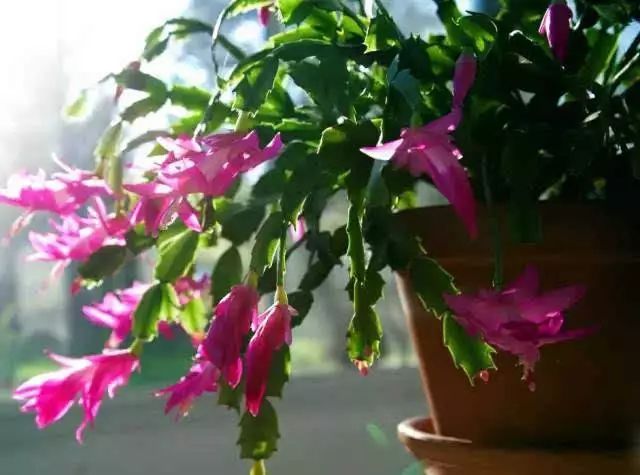 花卉绿植要怎么养护才长得好,养花技巧家庭养护绿植的小方法