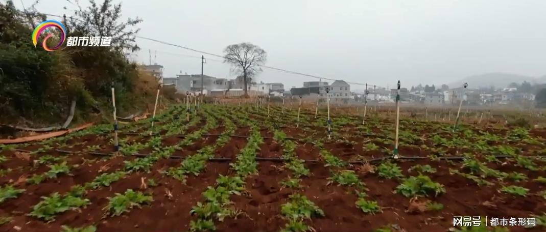 马铃薯金豆豆,马铃薯花开富贵