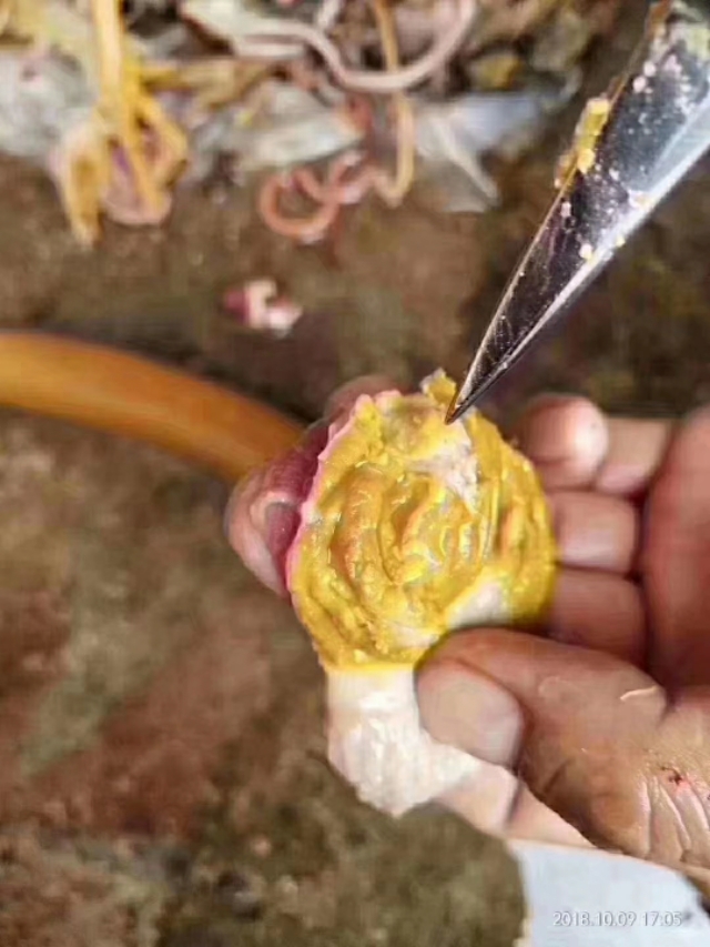 肉鸡腺肌胃炎的发病原因及用药思路