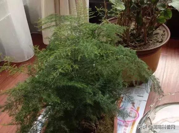 妞嶇墿鍡栧棖闀跨垎鐩嗕笉榛勫彾,鍏绘鐗╀竴涓槦鏈熶笉姝荤殑绉樻柟