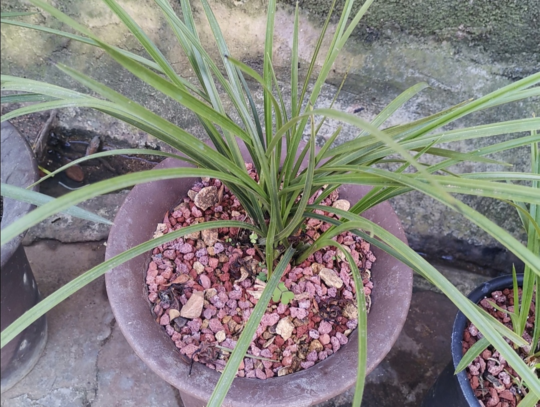 新手养兰花最好的方法,详解兰花的养护小技巧