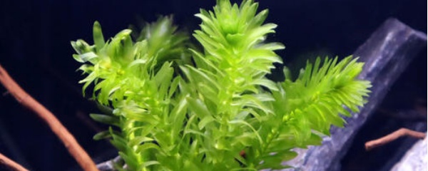 蜈蚣草水草怎么养,蜈蚣草要水草泥吗