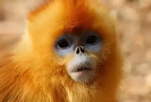 四大金刚桃核品种,桃核四大金刚你都玩过吗