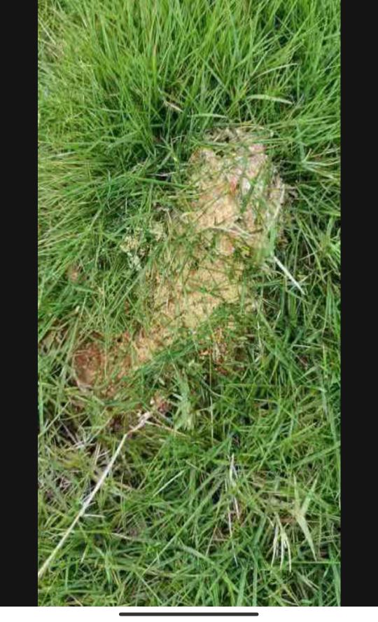 漳州红蚂蚁咬人怎么办,福建漳平红蚂蚁咬人