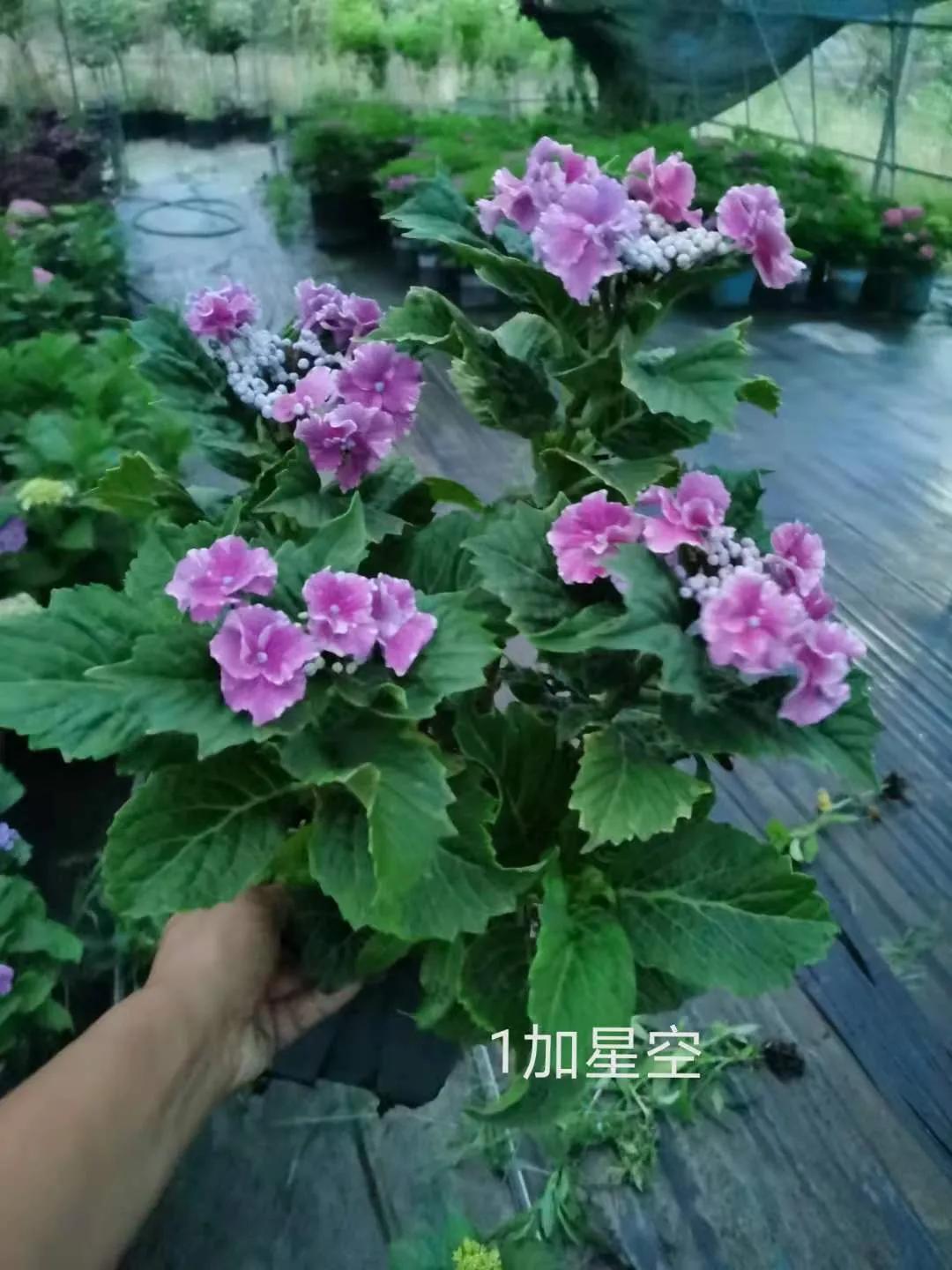 春季绣球叶子发皱怎么回事,夏季绣球老叶子都干枯怎么处理