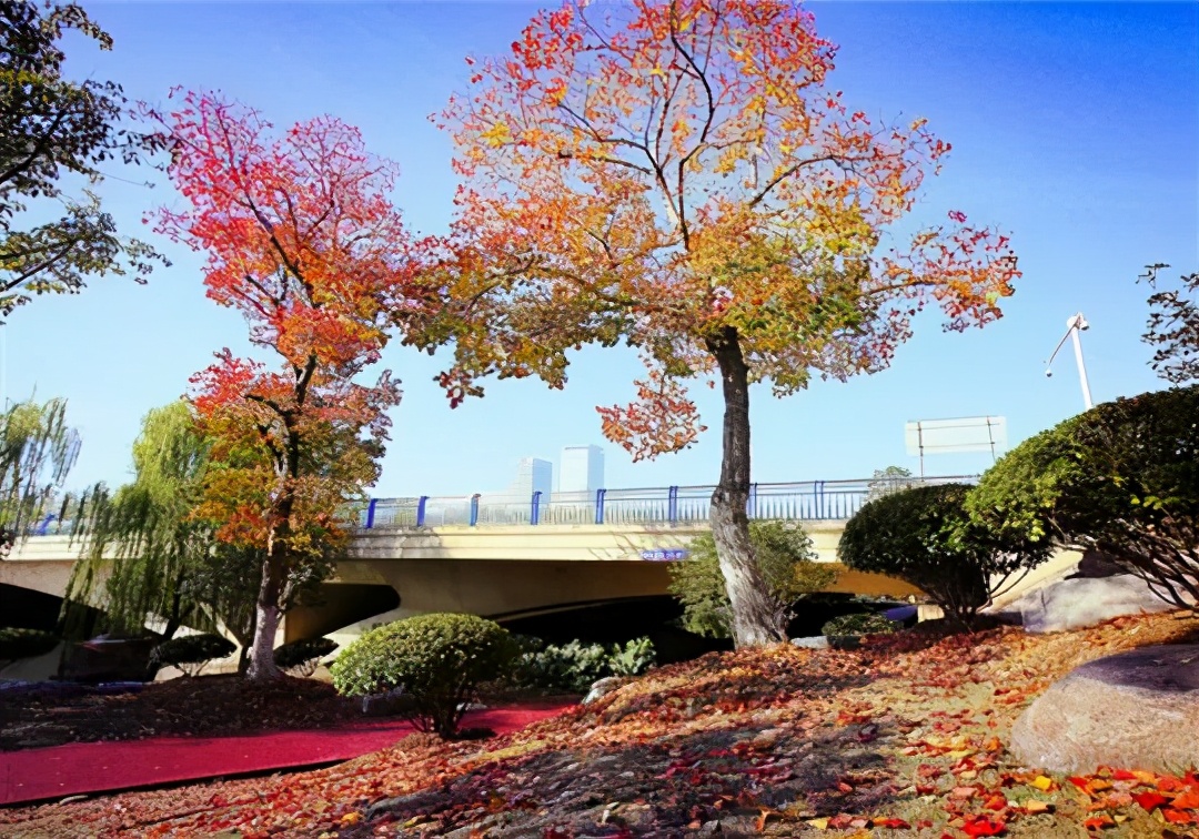 国庆肥西十大网红打卡地,合肥春游打卡攻略