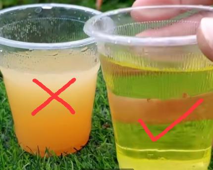 蓝莓花期浇水的最佳时间,蓝莓盆栽浇水的正确方法