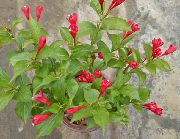 口红花的养殖方法和注意事项,口红花怎么养步骤教程