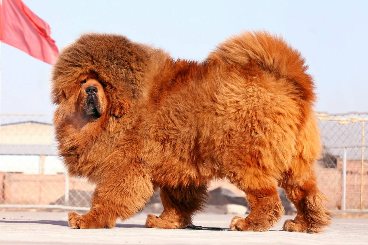 藏獒为什么被城市列为禁养犬种,世界上藏獒最凶猛的犬类是什么