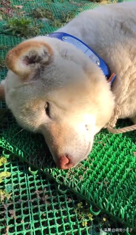 狗狗不小心被蝮蛇咬了，脸肿成包子，网友一看照片全笑歪