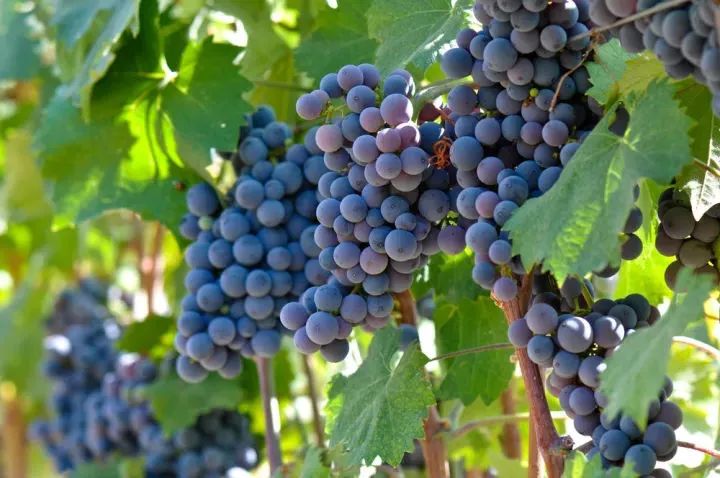 智利星得斯红酒,有名气的葡萄酒