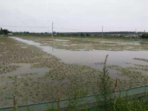 时间不等人！清明节将至：池塘里还有青苔的养殖户要抓紧处理了！