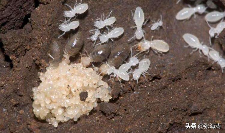 白蚁防治知识大全,海南长时间不住如何防治白蚁