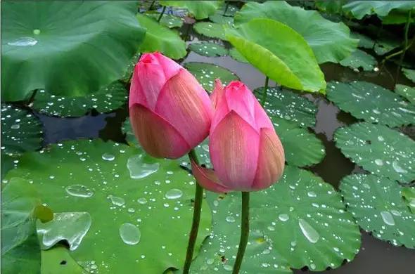 咏荷的诗句及赏析,历代咏荷的诗一百首