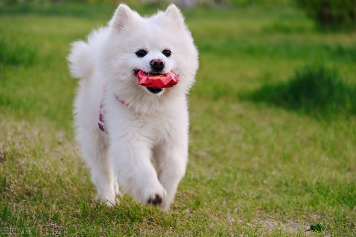 办理狗证的大型犬就可以养了吗,犬只年检都需要什么