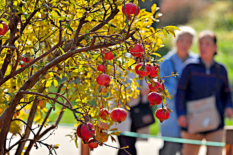 石榴裂果及解决方法,预防石榴裂果最好的方法