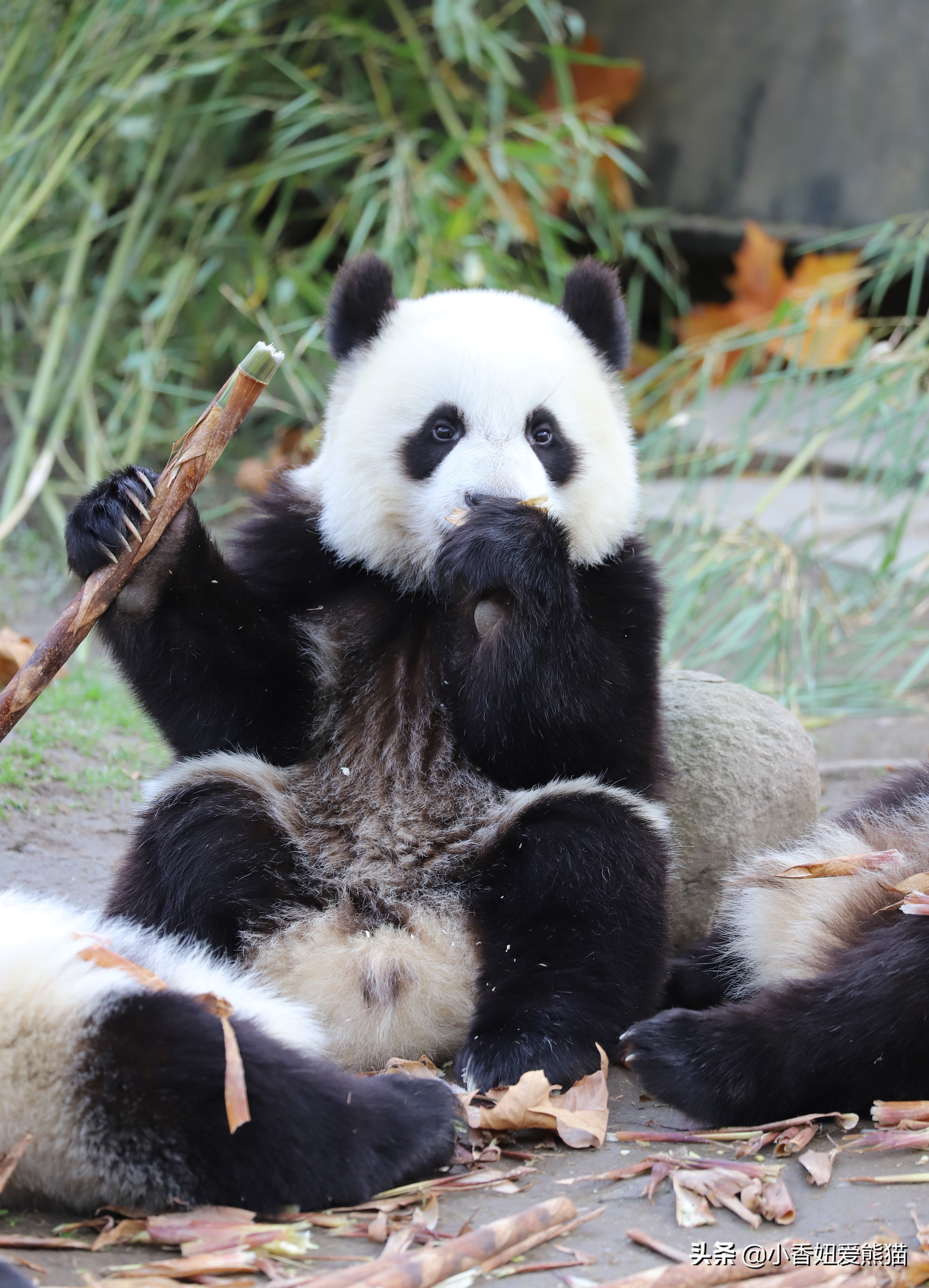 卧龙熊猫宝宝和宝力,卧龙熊猫基地熊猫宝宝