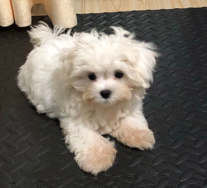 马尔济斯犬饲养技巧,马尔济斯犬优点和缺点图片