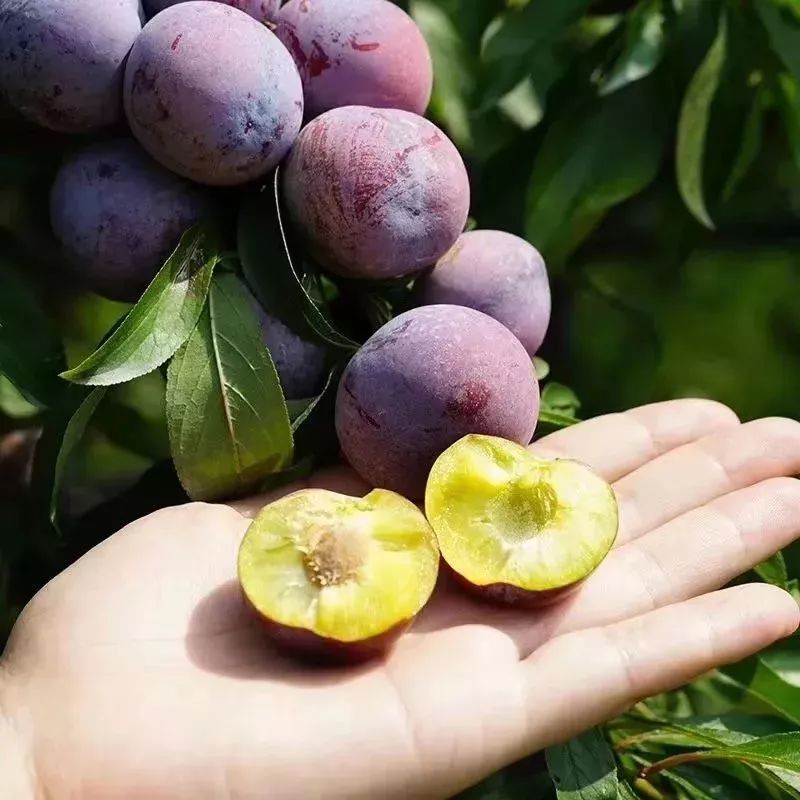 家在北仑,我有一个家北仑