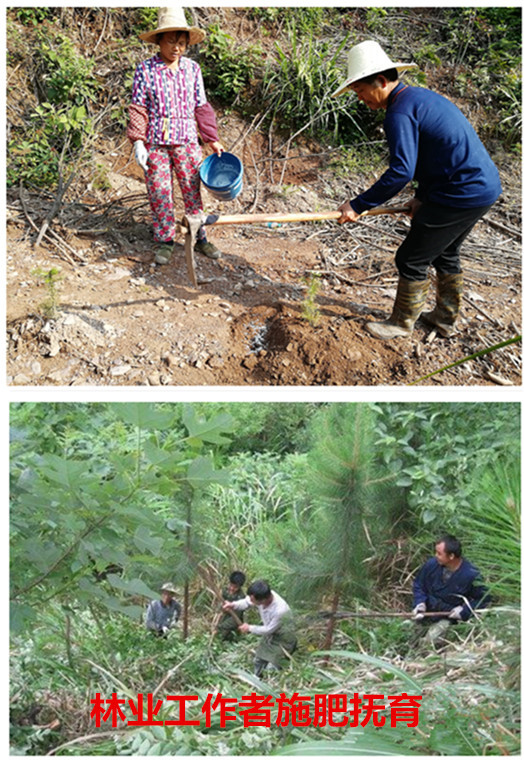 林业礼赞——世界最后一滴水将是人类的眼泪吗