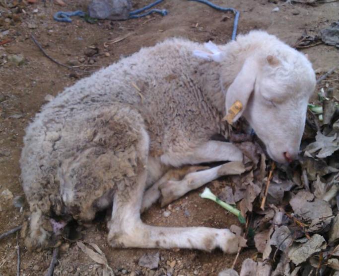 羊拉肚子拉稀水最快办法,羊拉稀怎么治最快恢复