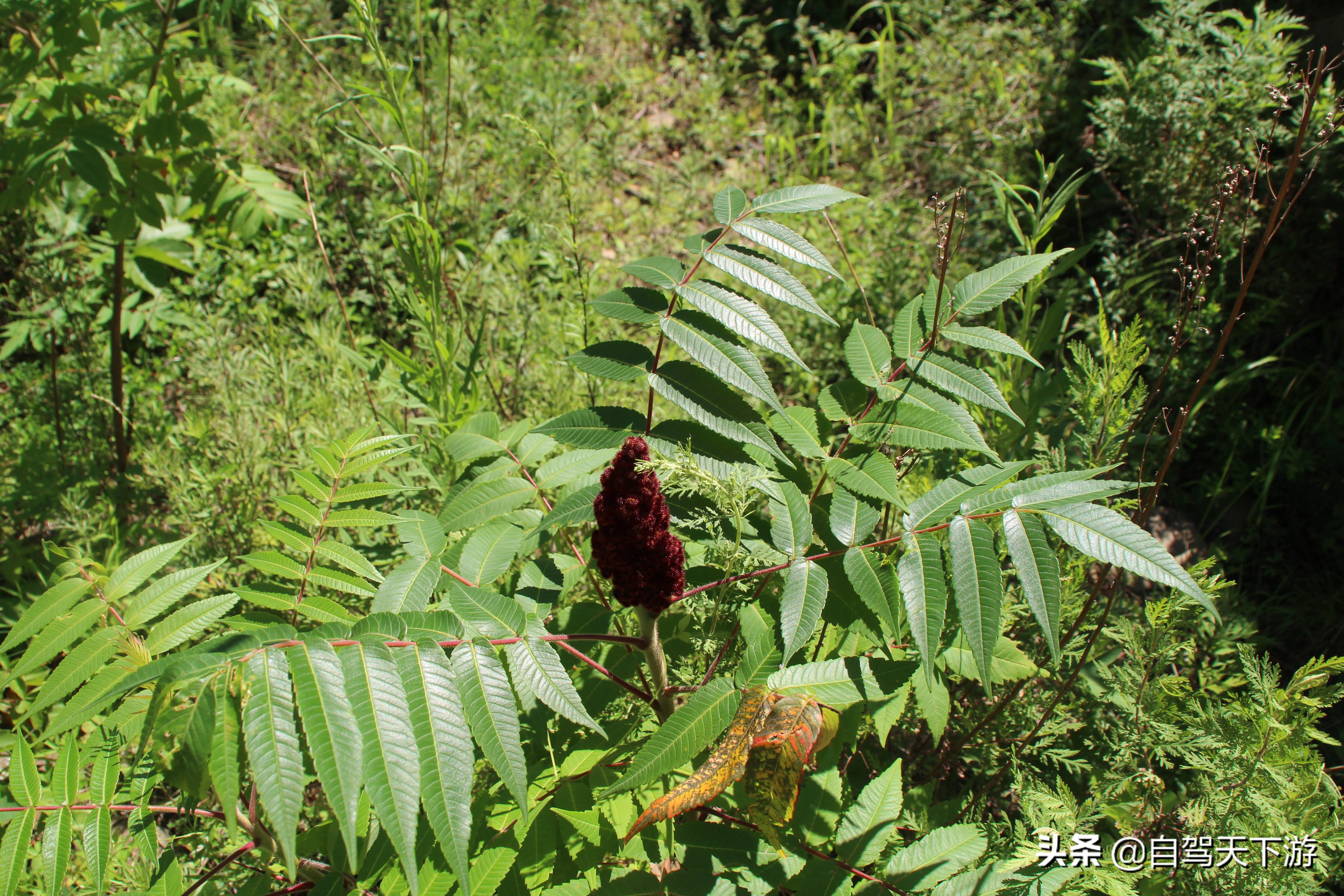野三坡白草畔攻略,野三坡白草畔自驾游