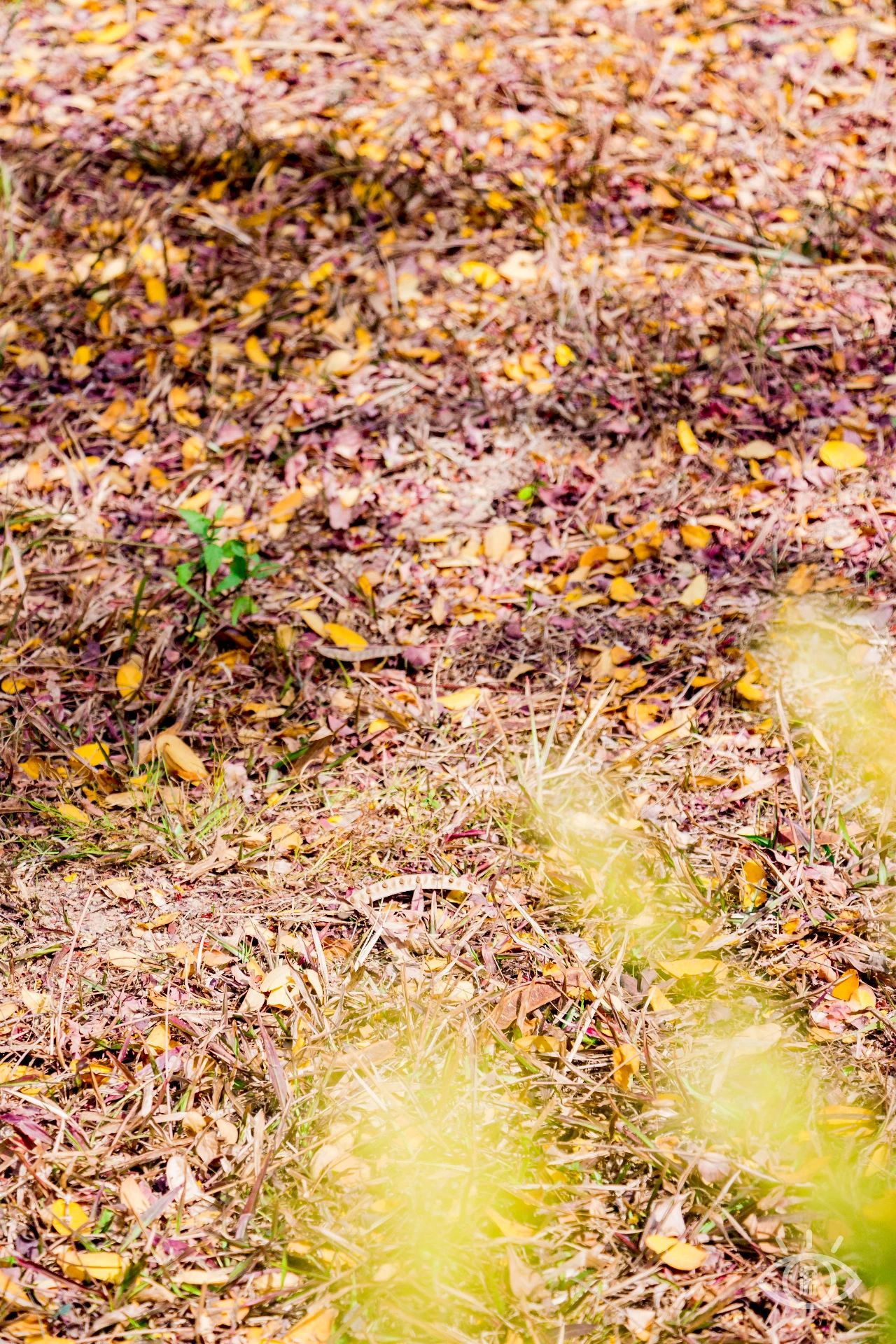 深圳各区最美的地方,深圳6个绝美地方