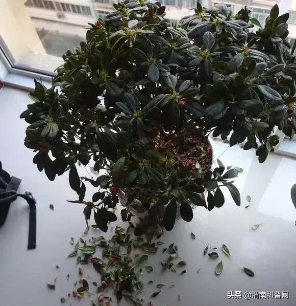 妞嶇墿鍡栧棖闀跨垎鐩嗕笉榛勫彾,鍏绘鐗╀竴涓槦鏈熶笉姝荤殑绉樻柟