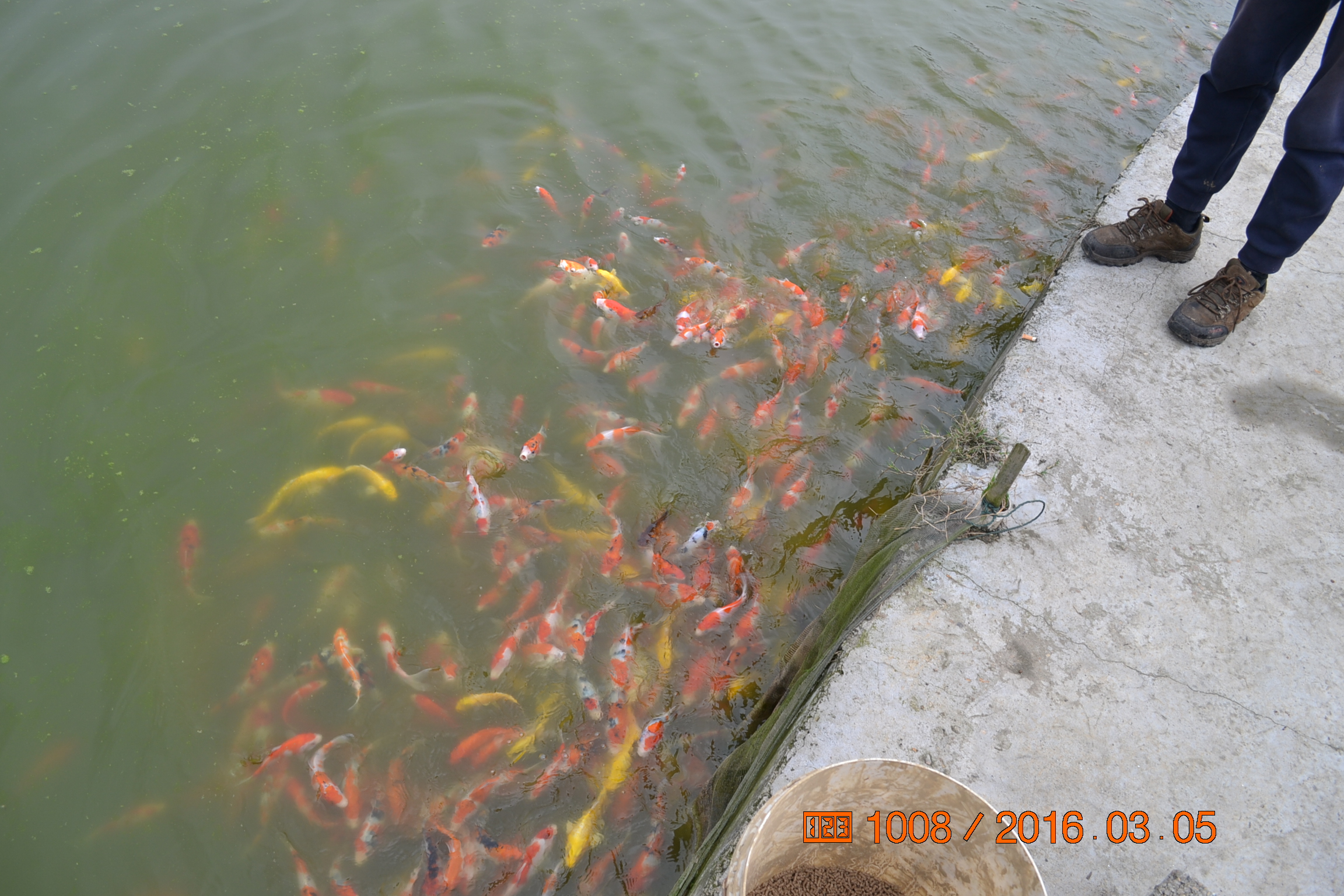 湖南最好的锦鲤养殖基地,湘潭锦鲤养殖