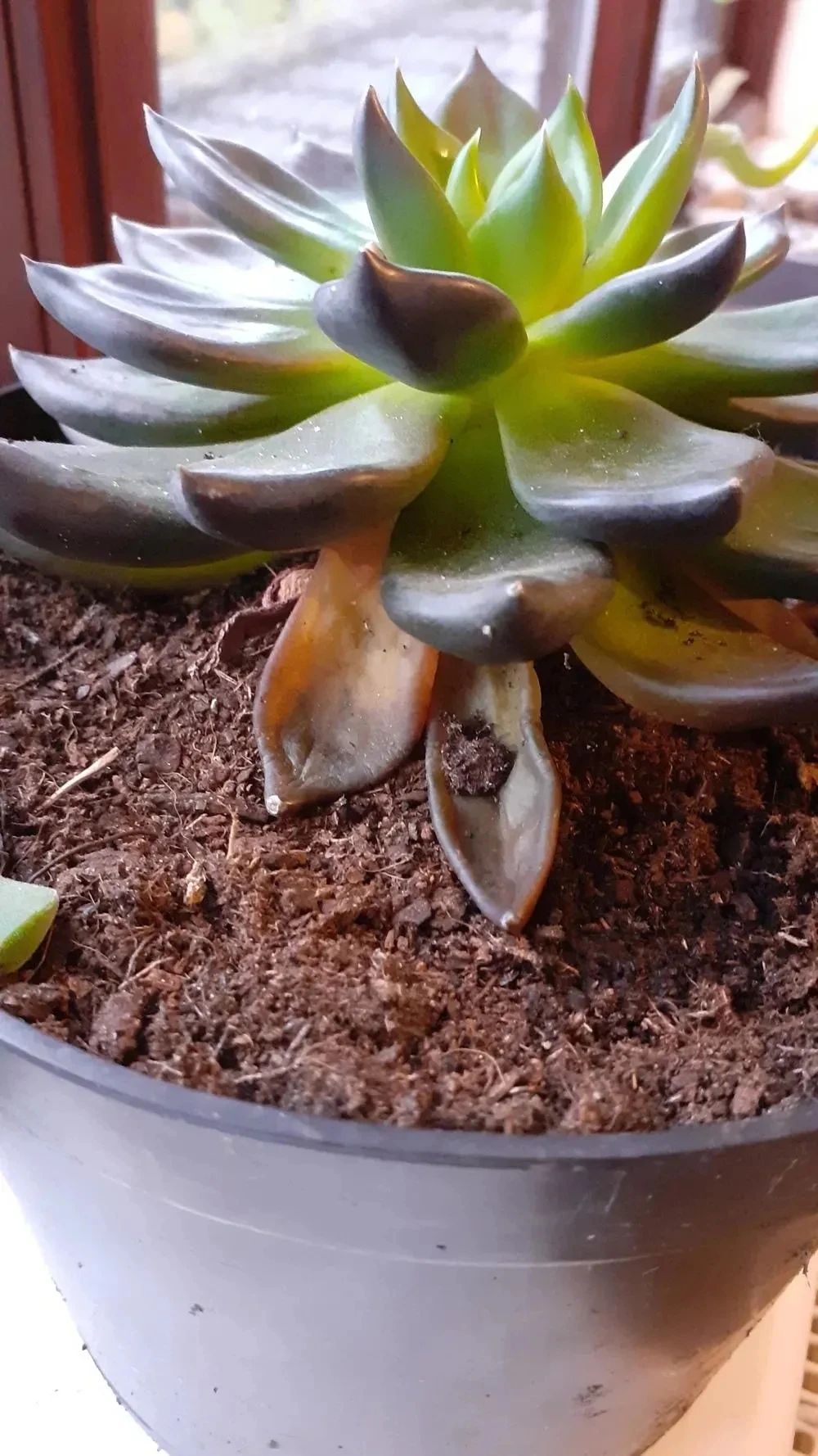 刚买的带盆多肉怎么处理,原盆原土的多肉回来怎么上盆