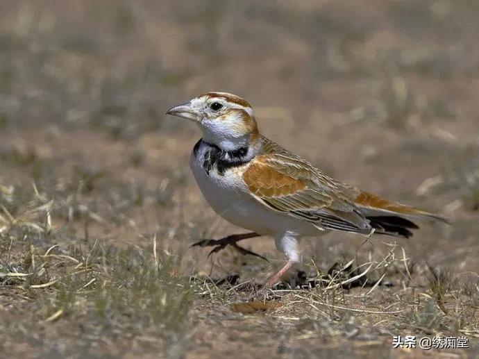 浅谈养鸟的生理与心理的护理,养鸟陶冶情操