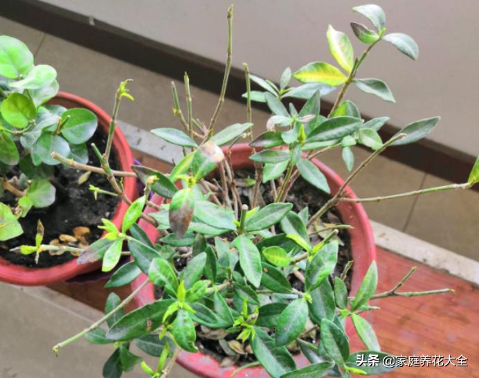 栀子黄叶浇硫酸亚铁多长时间恢复,大叶栀子出现落叶黄叶是怎么回事