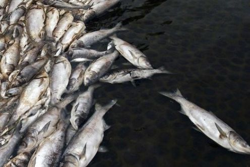 对虾池塘黑褐色泡沫聚集原因,池塘水全部呈黑褐色什么原因