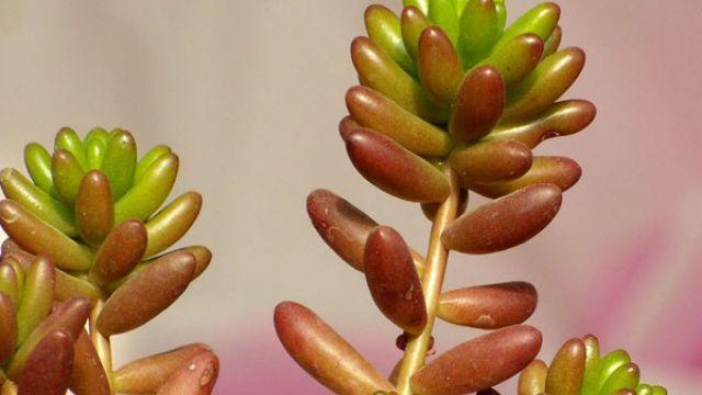 虹之玉变成绿色是什么原因,虹之玉叶片变黑是怎么回事